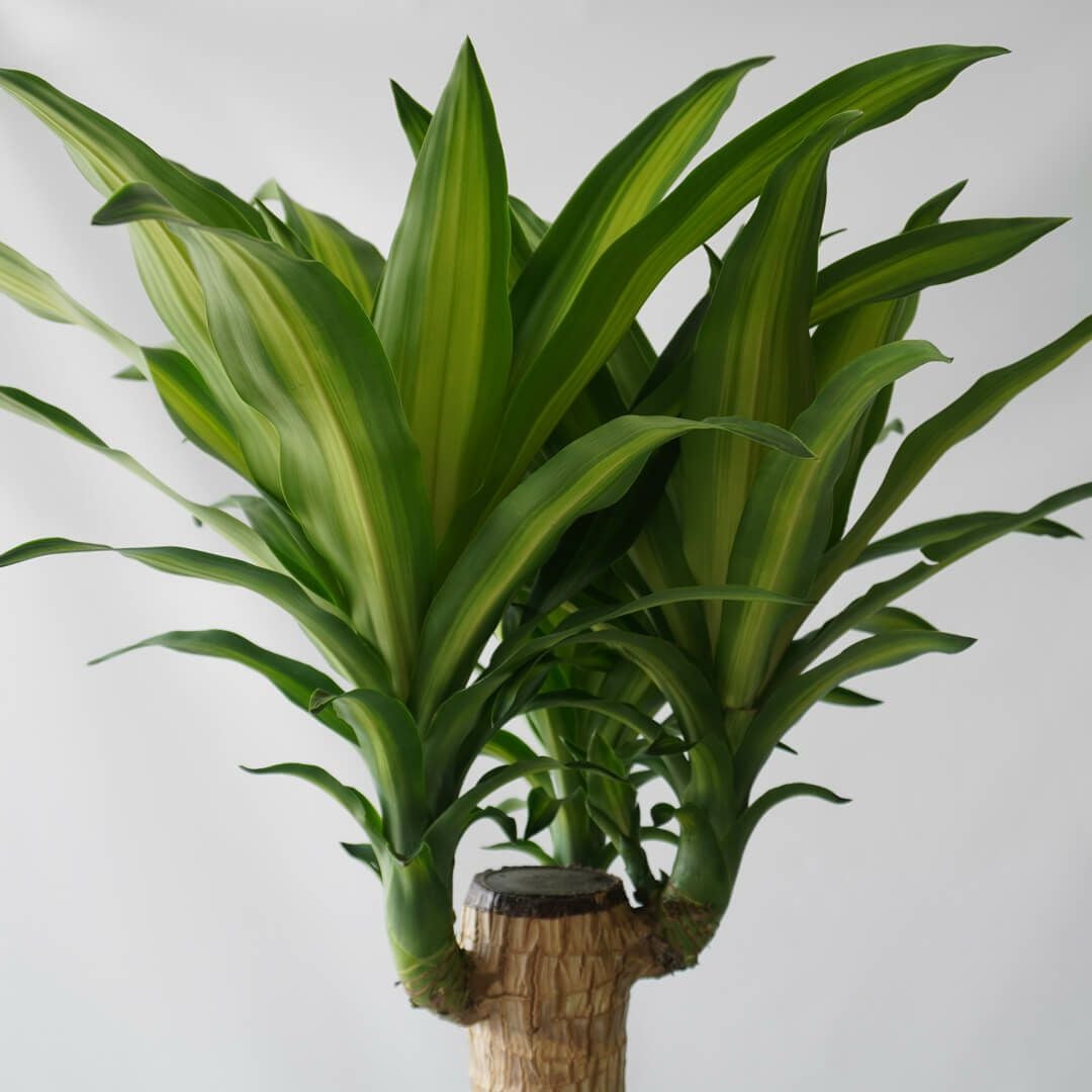 中型観葉植物 波状の緑色の葉　幸福の木　ドラセナ　マッサンゲアナ ドラセナ・マッサンゲアナ（幸福の木） 8号鉢 観葉植物と植木鉢の専門