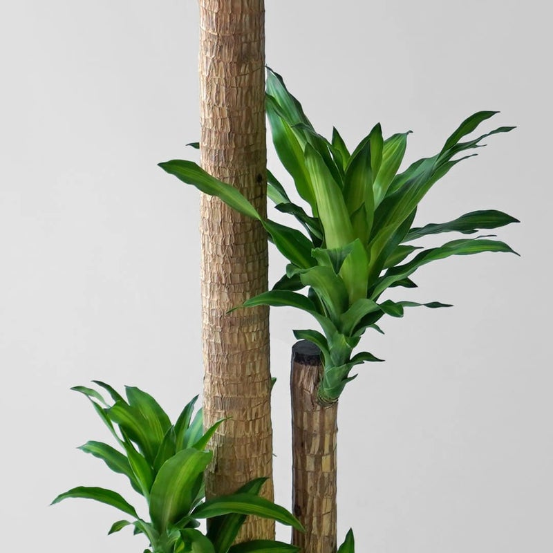 ドラセナ・マッサンゲアナ＜幸福の木＞