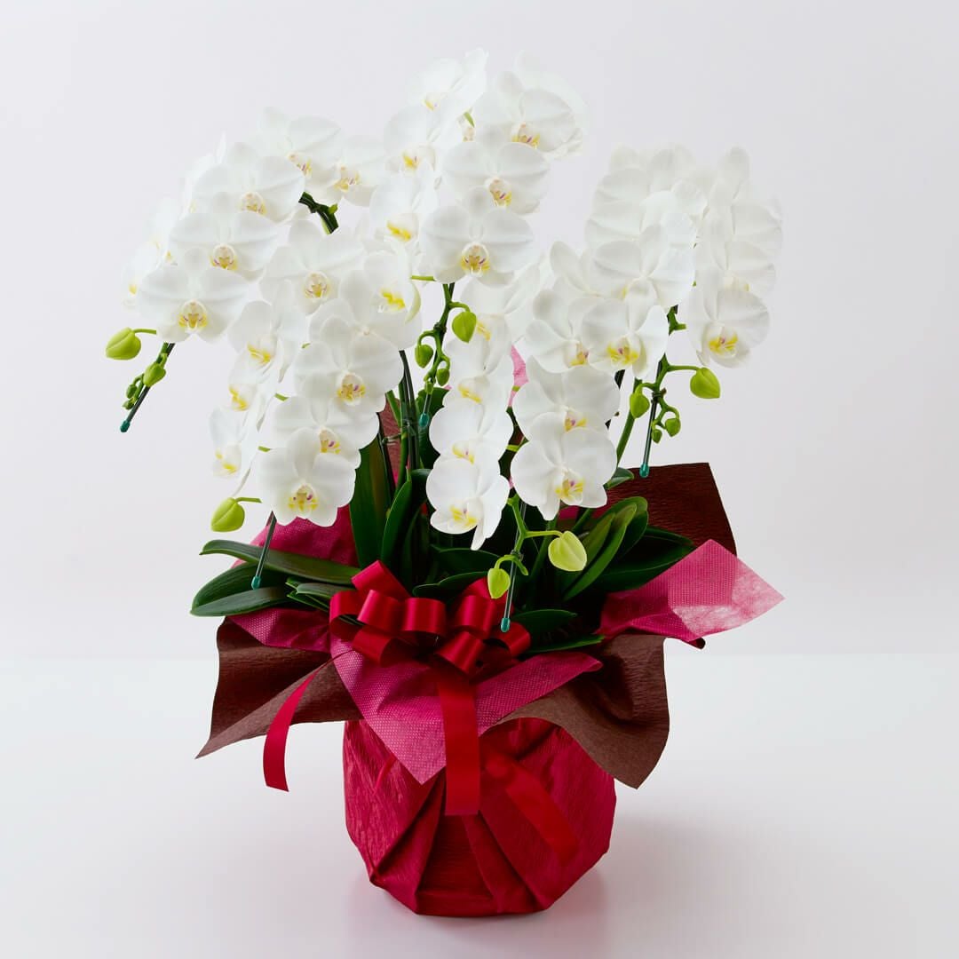 胡蝶蘭・蘭鉢を選ぶ｜AOYAMA HANAMO ・ フラワーギフト通販