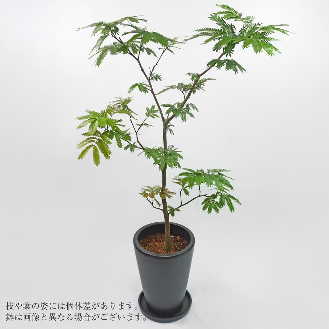 エバーフレッシュ