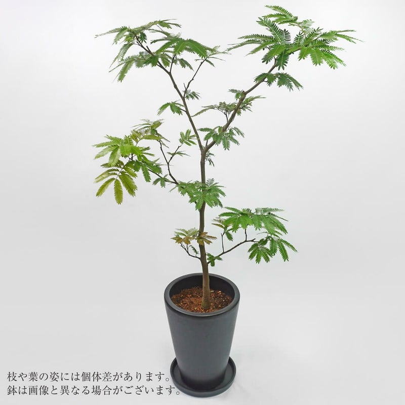 エバーフレッシュ