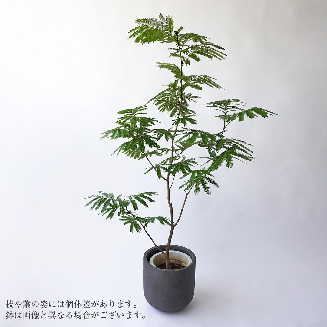エバーフレッシュ