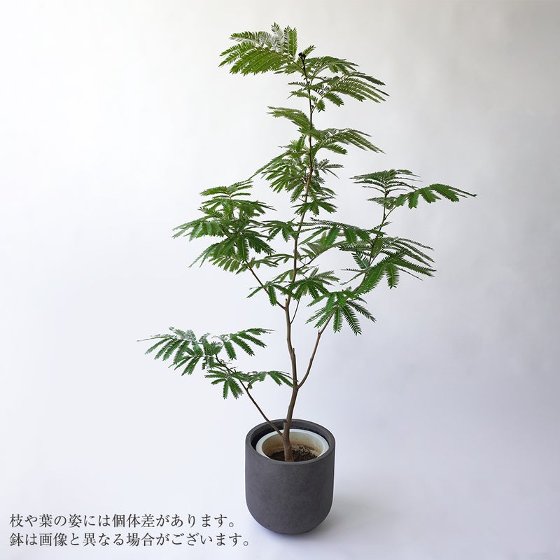 エバーフレッシュ