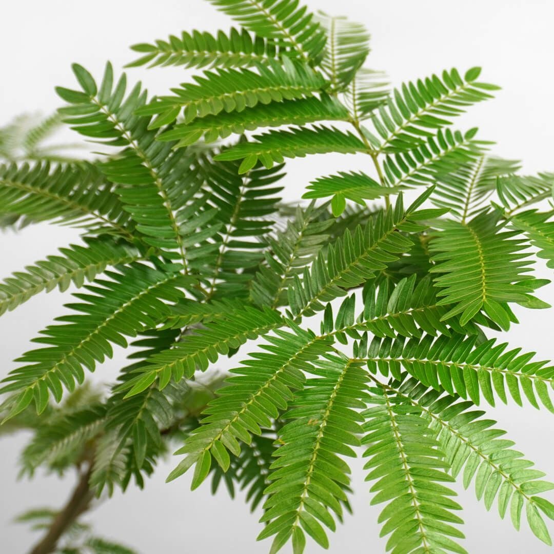 エバーフレッシュ