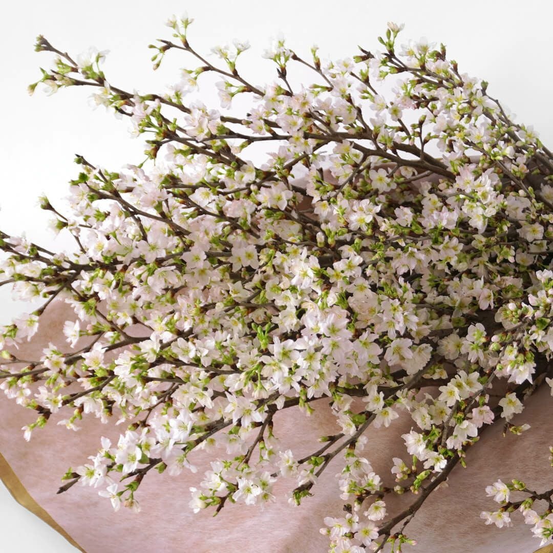 桜の花束（7本）｜青山花茂本店