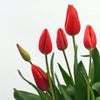チューリップ赤　鉢花