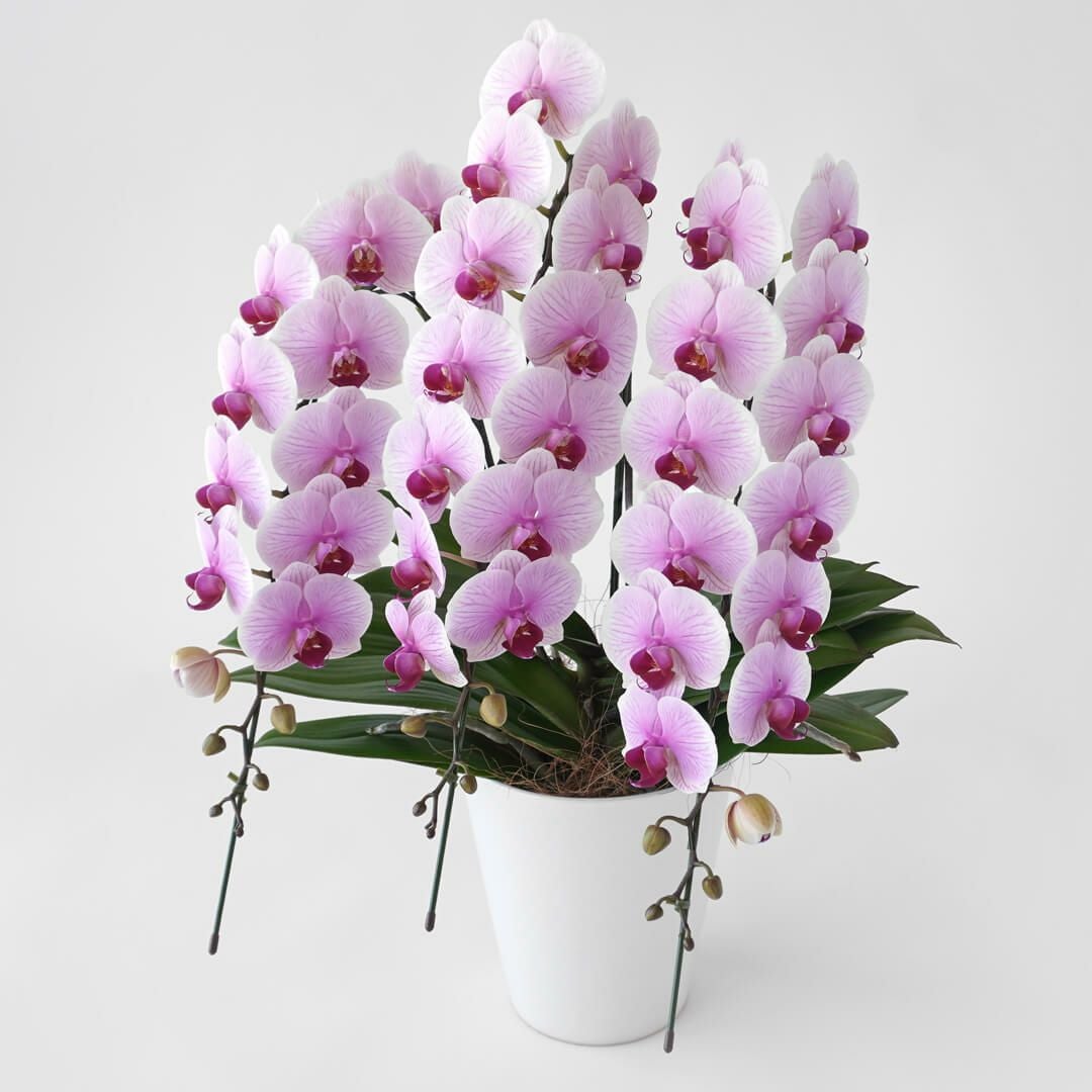 ミディ胡蝶蘭（中輪・ピンク・3本立）｜青山花茂本店