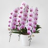 ミディ胡蝶蘭（中輪・ピンク・３本立）