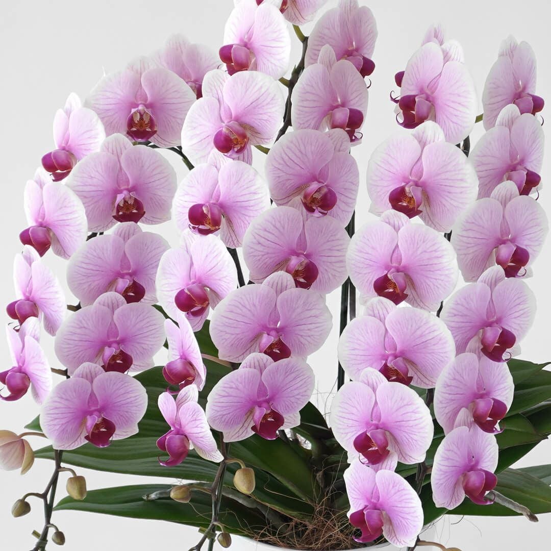 ミディ胡蝶蘭（中輪・ピンク・3本立）｜青山花茂本店