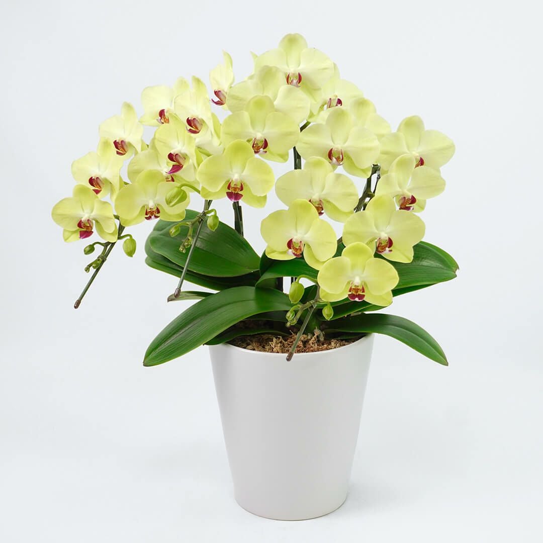 胡蝶蘭・蘭鉢を選ぶ｜AOYAMA HANAMO ・ フラワーギフト通販