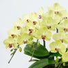 淡い黄色のミディ胡蝶蘭＜フォーチュンザルツマン＞3本立ち