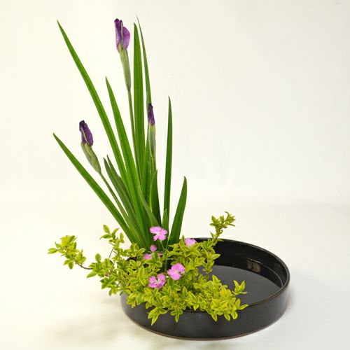 初夏のいけばな花材<花菖蒲・水蝋樹・撫子>