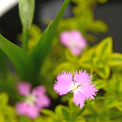 初夏のいけばな花材<花菖蒲・水蝋樹・撫子>