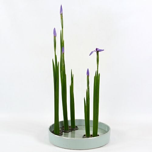 初夏のいけばな花材<花菖蒲一種・五株>