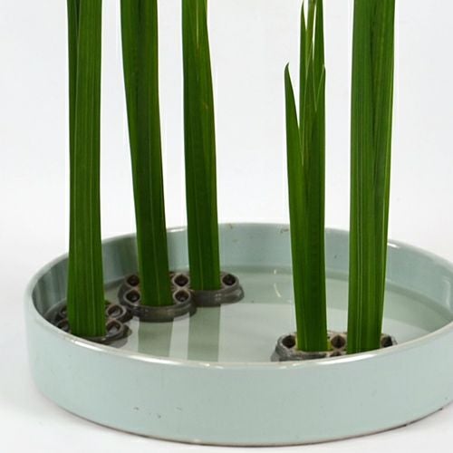 初夏のいけばな花材<花菖蒲一種・五株>