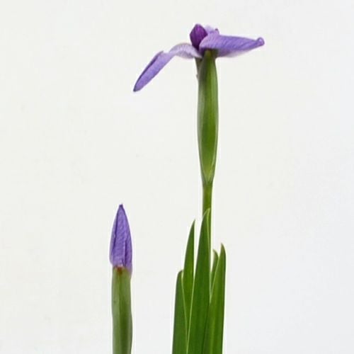 初夏のいけばな花材<花菖蒲一種・五株>