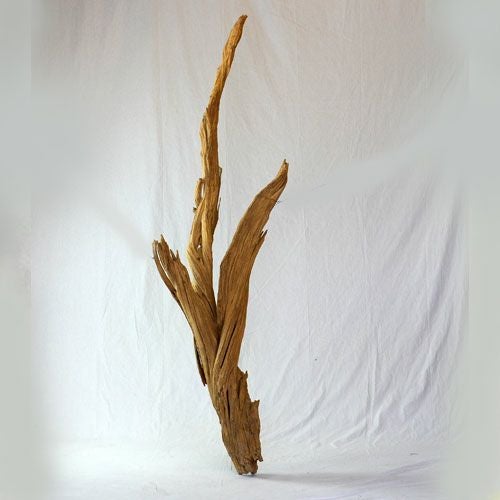 ゴーストウッド（大）B｜青山花茂本店