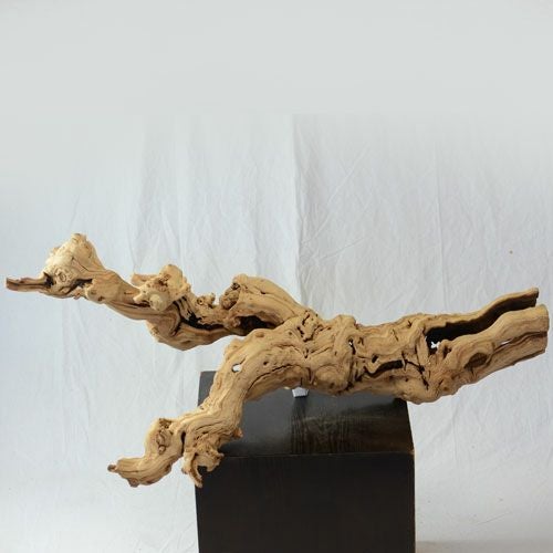 ドライ加工したブドウの根