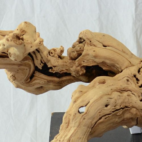 ドライ加工したブドウの根