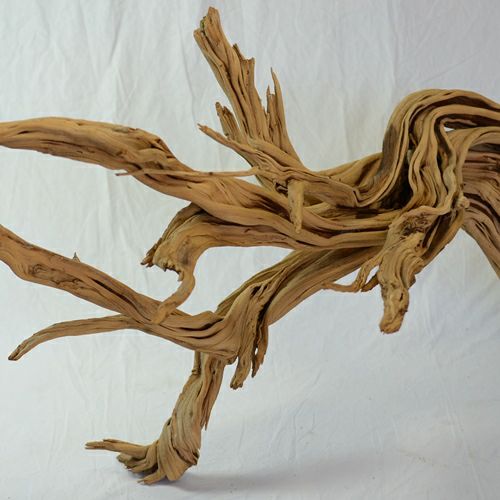 ゴーストウッド（特大）B｜青山花茂本店