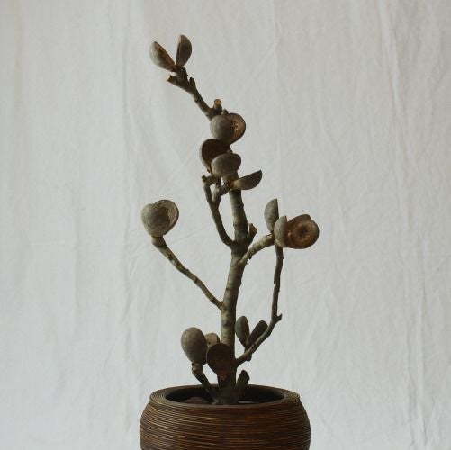 ドライ加工したネイティブピーチの画像