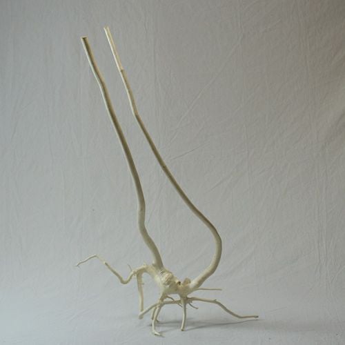 晒しコシアブラ