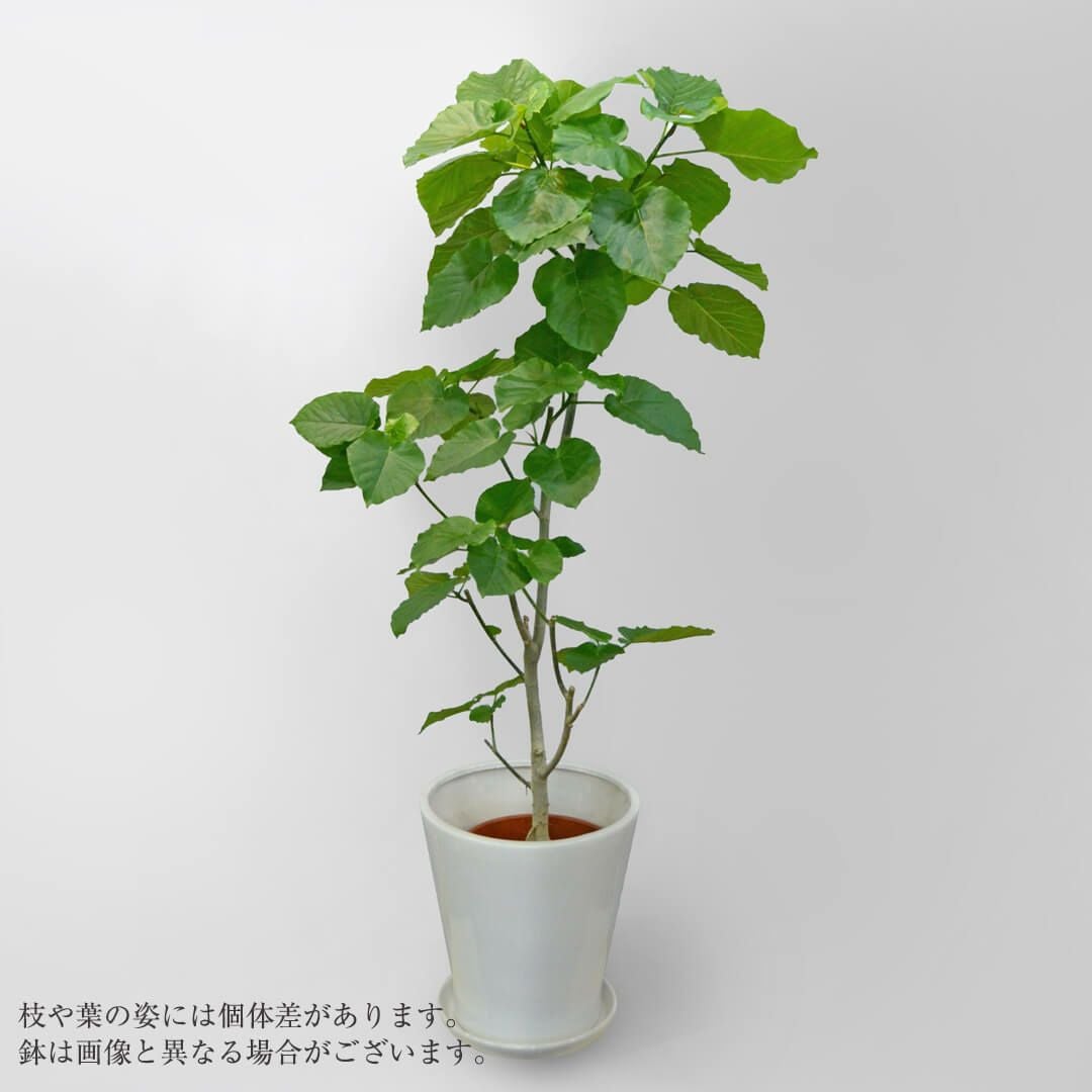 フィカス・ウンベラータ・鉢カバー入り｜青山花茂本店