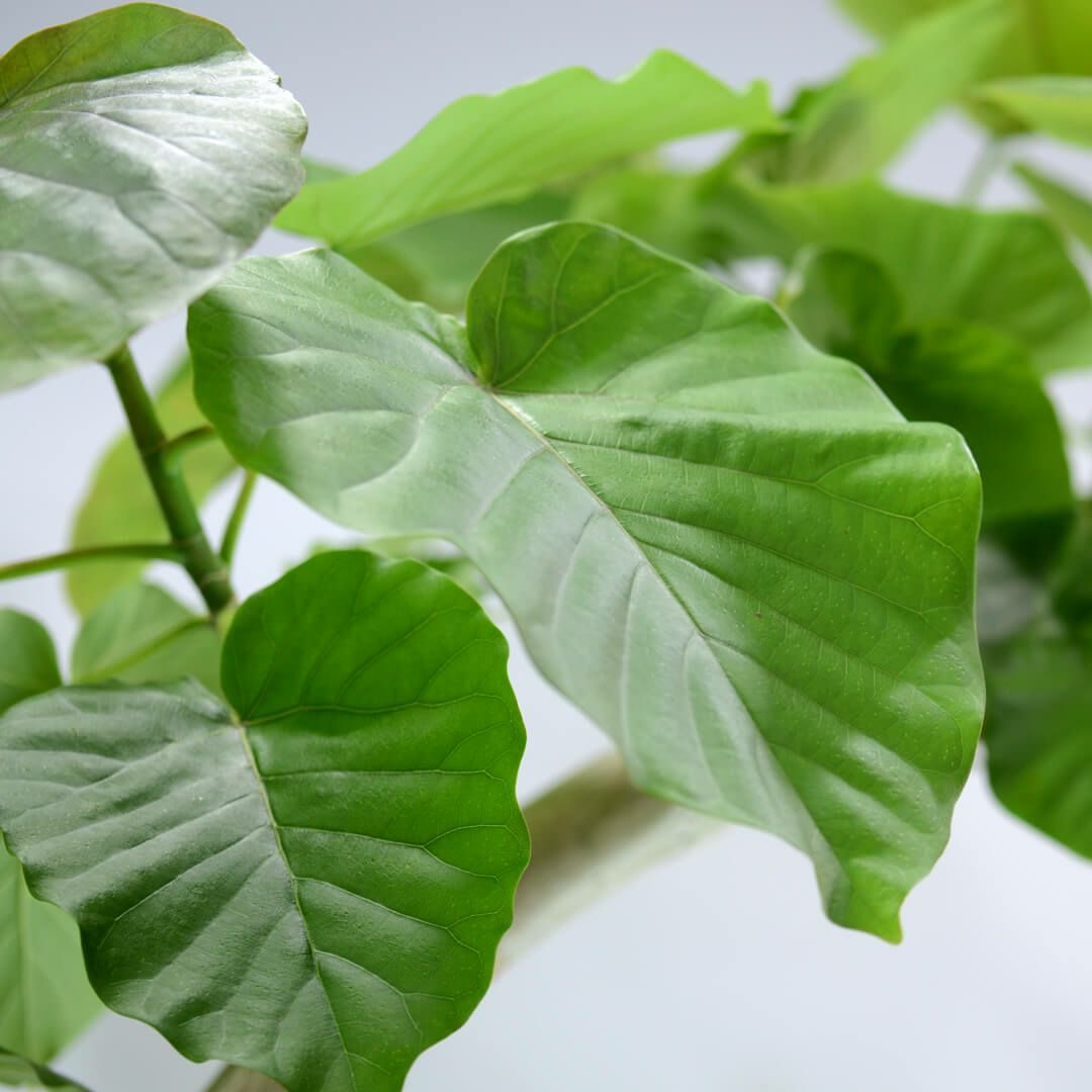 フィカス・ウンベラータの鉢植え