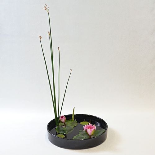 睡蓮いけばな花材 太藺・睡蓮二株(花つれづれ水ものの号No.1)｜青山花