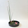 睡蓮いけばな花材＜太藺・睡蓮二株＞