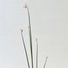 睡蓮いけばな花材＜太藺・睡蓮二株＞