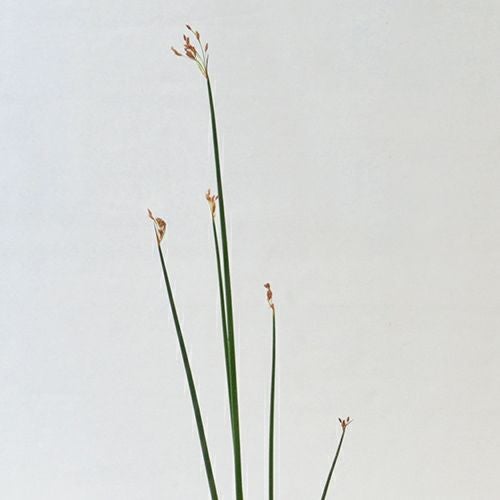 睡蓮いけばな花材＜太藺・睡蓮二株＞