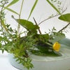 河骨いけばな花材＜河骨・雪柳・葦＞