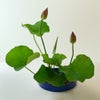 蓮いけばな花材