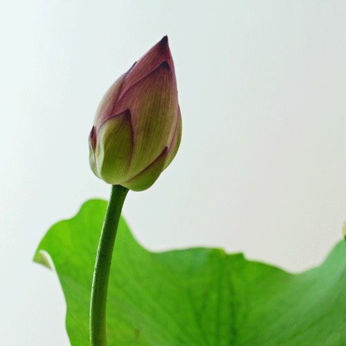 蓮いけばな花材