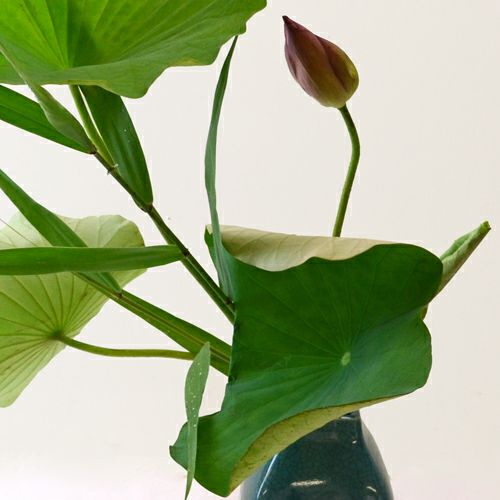 蓮いけばな花材＜蓮・葦＞