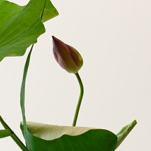 蓮いけばな花材＜蓮・葦＞