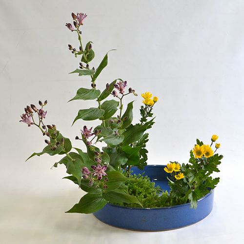 秋のいけばな花材＜不如帰・小菊・日蔭蔓＞