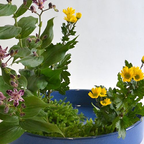 秋のいけばな花材＜不如帰・小菊・日蔭蔓＞