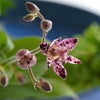 秋のいけばな花材＜不如帰・小菊・日蔭蔓＞
