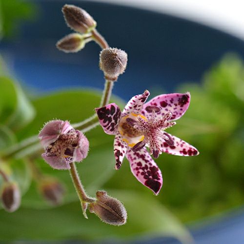 秋のいけばな花材＜不如帰・小菊・日蔭蔓＞
