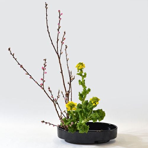 花桃いけばな花材＜桃・菜の花＞