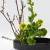 花桃いけばな花材＜桃・菜の花＞