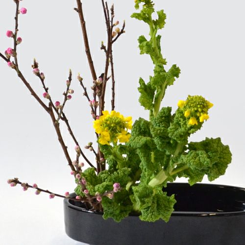 花桃いけばな花材＜桃・菜の花＞