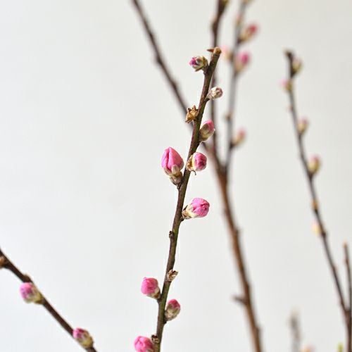 花桃いけばな花材＜桃・菜の花＞