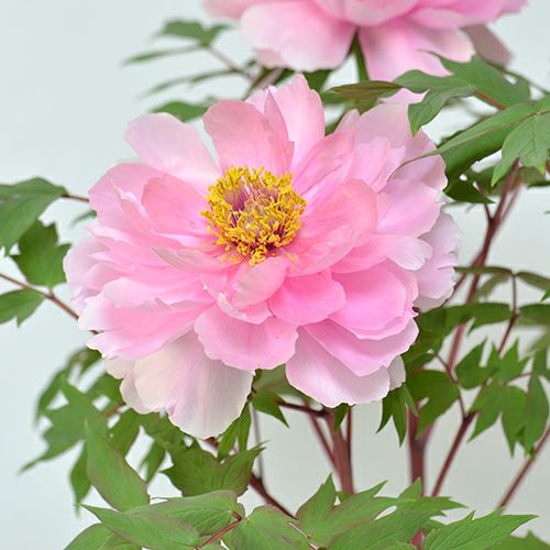 牡丹（ピンク・3輪以上）