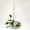 河骨・睡蓮いけばな花材＜河骨一株・太藺・睡蓮一株＞