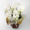 ミディ胡蝶蘭＜アマビリス＞（中輪・白・5本立・ご供花用）