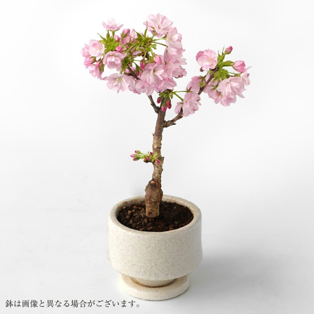 桜の鉢植え｜青山花茂本店
