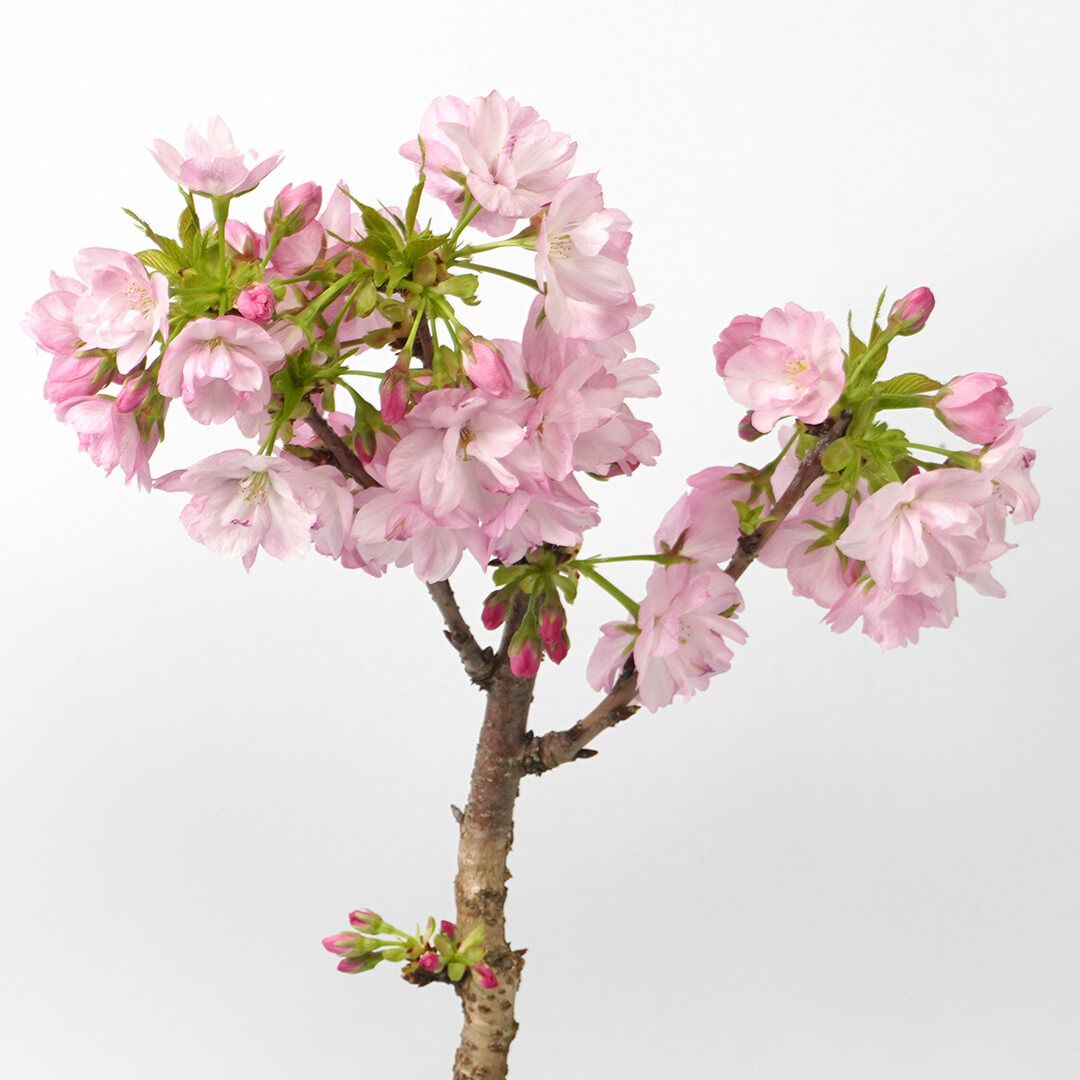 桜の鉢植え｜青山花茂本店